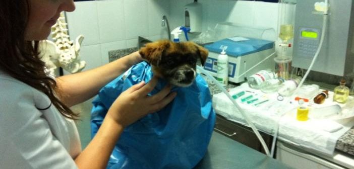 Ozonoterapia en mascotas