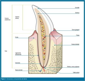 Cemento Dental, PDF, Diente humano