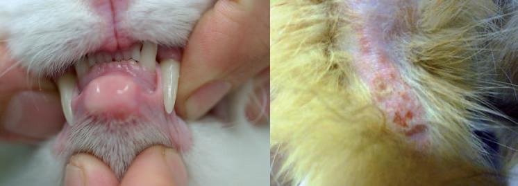 Plasma en gatos con cetosis
