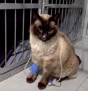 Manejo hospitalario del paciente felino