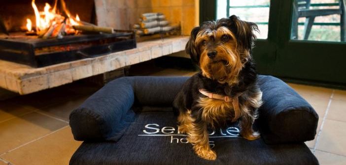 Sercotel Hotels y wiPet facilitan los viajes con mascotas