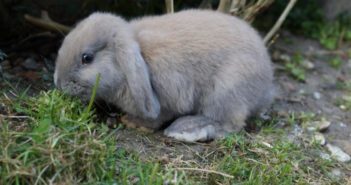 Carbohidratos, grasas y proteínas en la alimentación del conejo