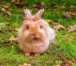 Disbiosis en conejos
