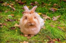 Disbiosis en conejos