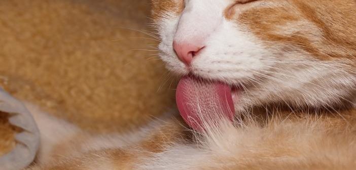 Los secretos de la lengua felina - Ateuves, para el auxiliar veterinario