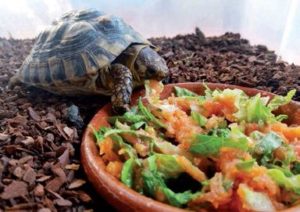 Alimentación tortugas terrestres