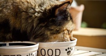 Comida humeda en gatos