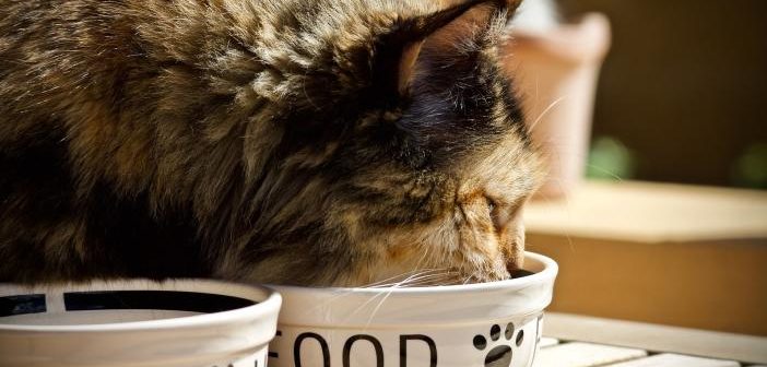 Comida humeda en gatos