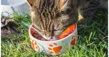 Los beneficios de la alimentación húmeda en gatos