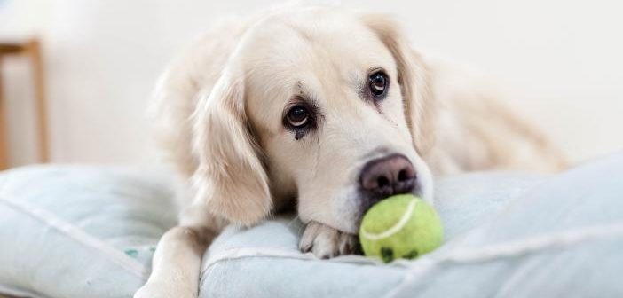 Por qué los perros ponen ojitos tristes