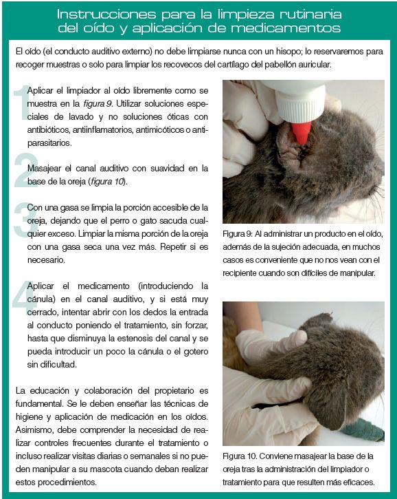 Procedimiento para la limpieza de oído - Ateuves, para el auxiliar  veterinario