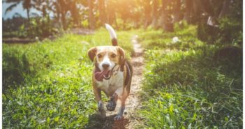 Tratamiento y prevención de la leptospirosis canina