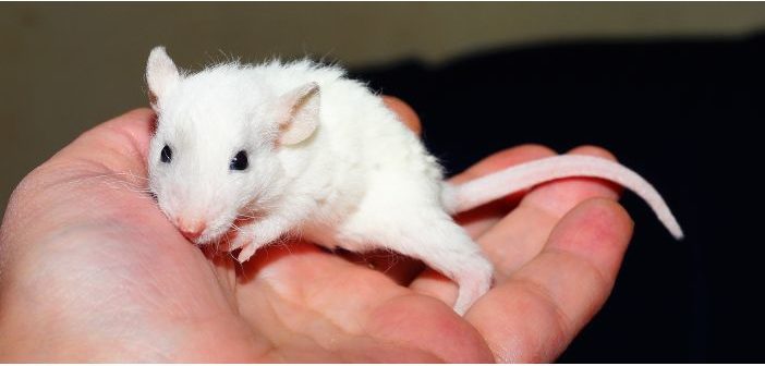 Combatiente Mala fe Me sorprendió Alimentación en ratas mascota - Ateuves, para el auxiliar veterinario