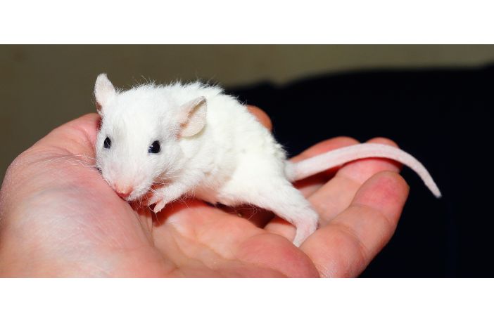 Especial absceso Sombra Alimentación en ratas mascota - Ateuves, para el auxiliar veterinario