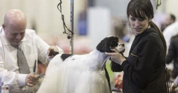 Más de 200 adopciones en 100×100 Mascota 2020