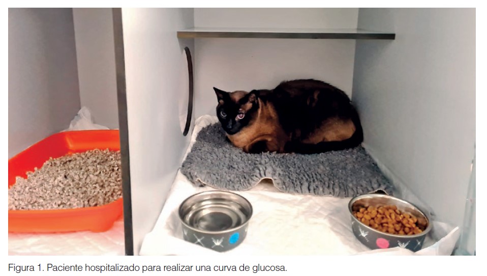 Curva de glucosa en gatos - Ateuves, para el