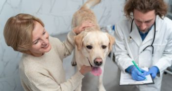 Las clínicas podrán solicitar reembolsos por los gastos de atención a mascotas de refugiados ucranianos