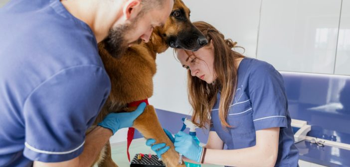 Cinco puntos clave para realizar una transfusión sanguínea en perros y gatos
