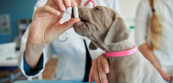 Medicina preventiva: importancia de la desparasitación en cachorros y gatitos
