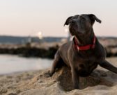 Consejos para evitar cinco peligros frecuentes en verano para los perros