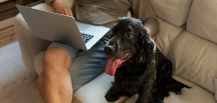 La mitad de los propietarios buscaría consejos en internet sobre el comportamiento de su mascota
