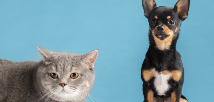 Como el perro y el gato: una convivencia no tan complicada