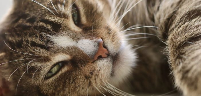 ¿Qué relación tienen los bigotes de los gatos con la leucemia felina?