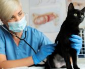 Nuevo estudio sobre la frecuencia y los factores de riesgo de los tumores mamarios en gatas