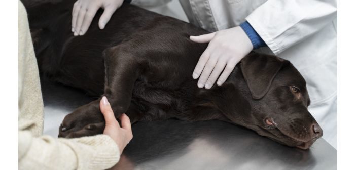 Pruebas electrodiagnósticas en perros con trastornos de la médula espinal
