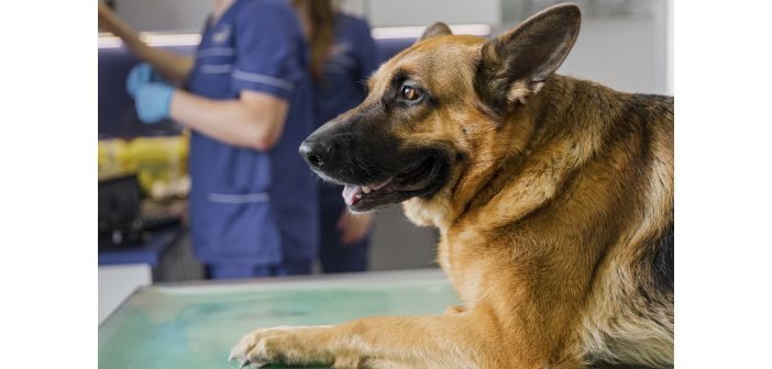 Garantizar la salud pública desde la clínica veterinaria